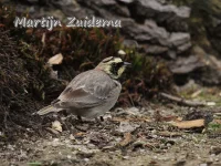 Strandleeuwerik [Eremophila alpestris]